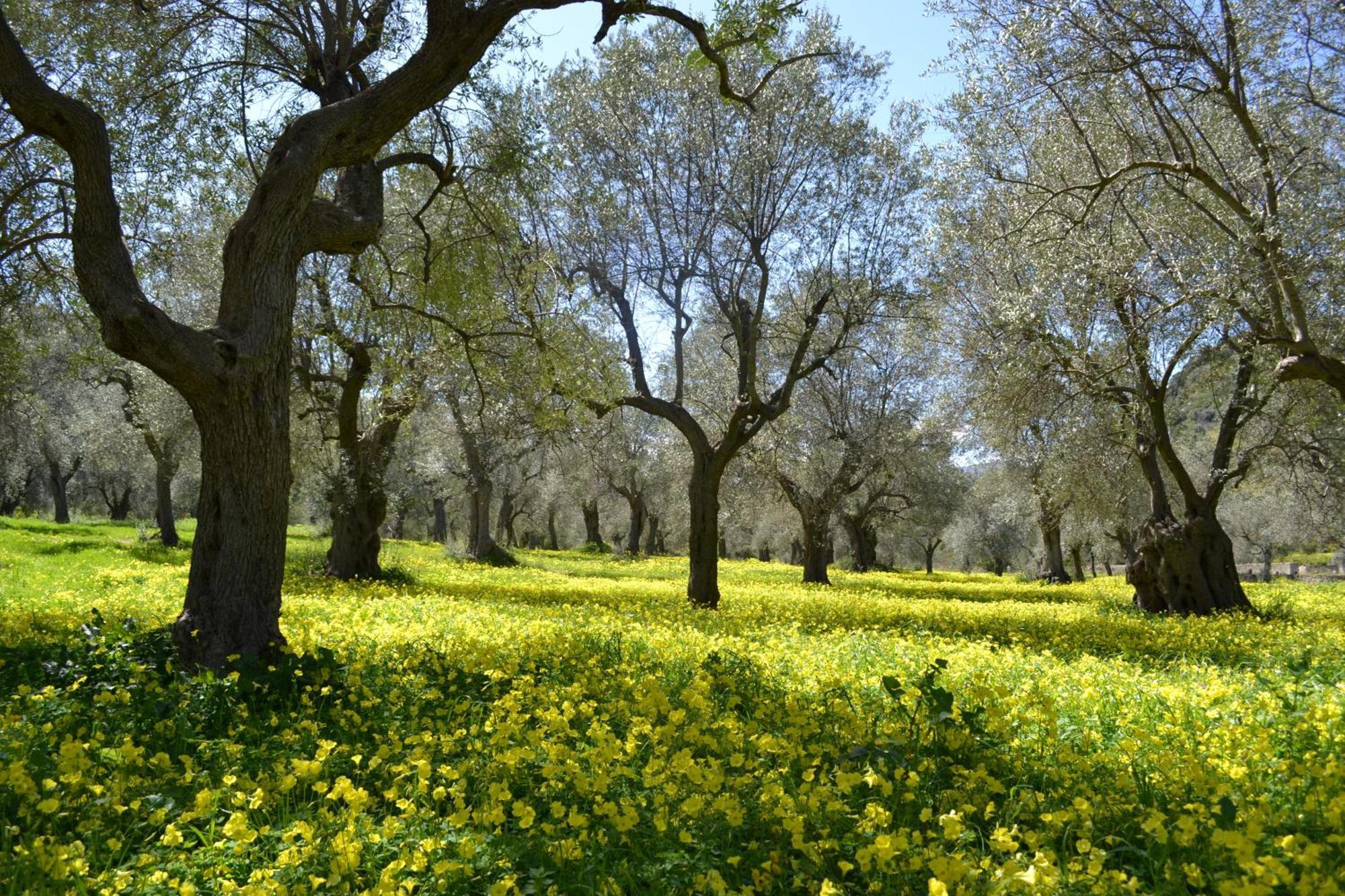 Agriturismo Malena Amica Eksteriør bilde